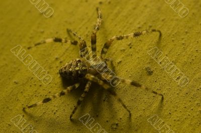 Spider on old wall