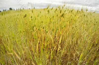 field of wheat