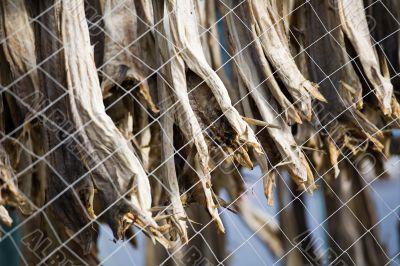 dried fish