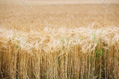 field of wheat