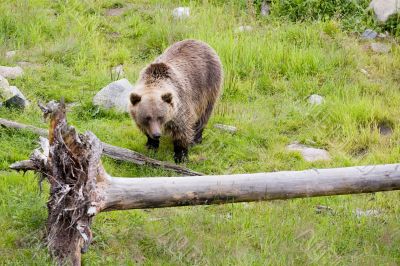 brown bear