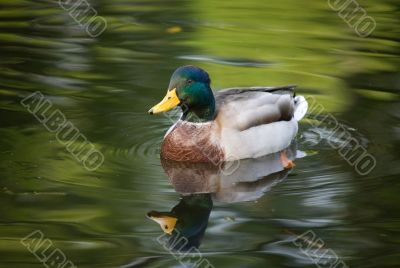 duck in green water