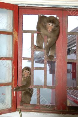 Arrogant monkeys