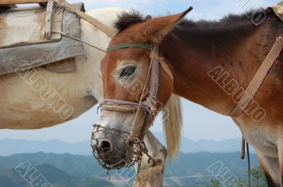 Brown donkey