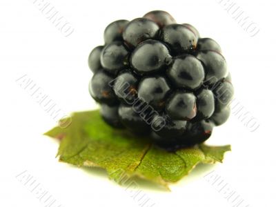 blackberry very close
