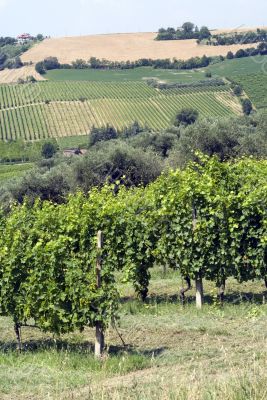 Vineyards in Romagna at summer
