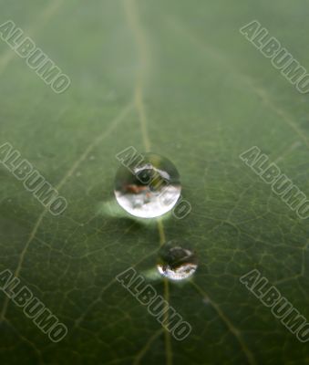 Two drops on leaf