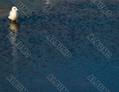 Gull on the seaside