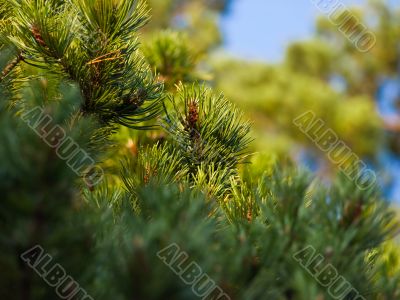 Pine tree forest