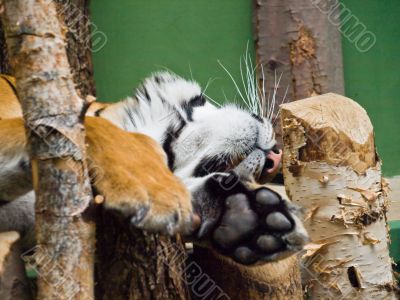 Sleeping tiger