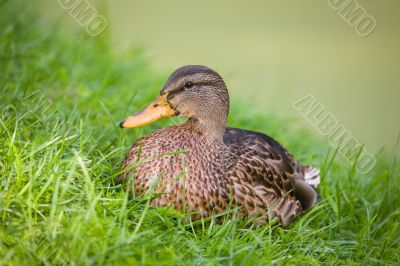 Duck in grass