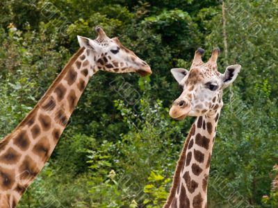 Giraffes