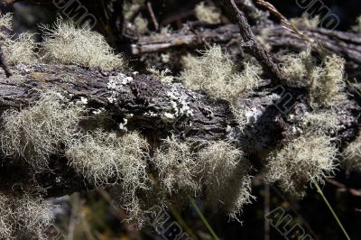 Branch with lichen