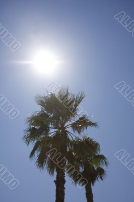 two palm trees