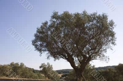 olive tree