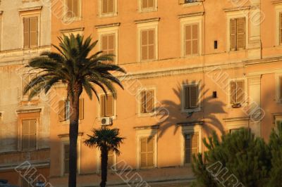 Rome Shadow Palm