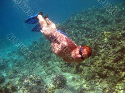 Diver and coral reef