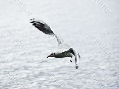 Speedy gull