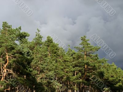 Pine woods before storm