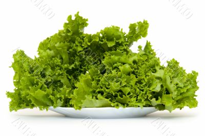 Green dill