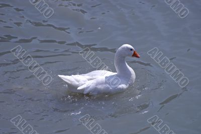 Italian goose