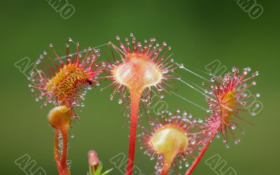 sundew