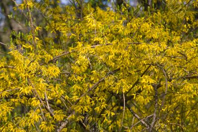 forsythia