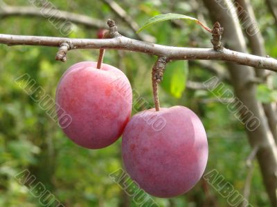 two plums