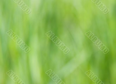 Blurry Grass