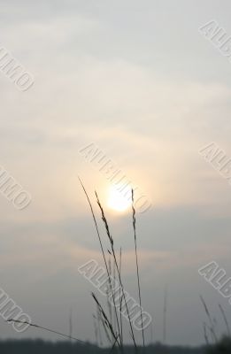 Blades Of Grass