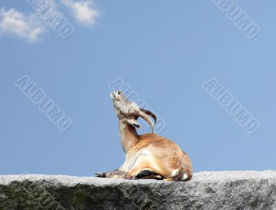 Ibex with Sky