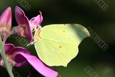 Brimstone Butterfly