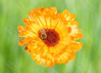 Marigold with Bee