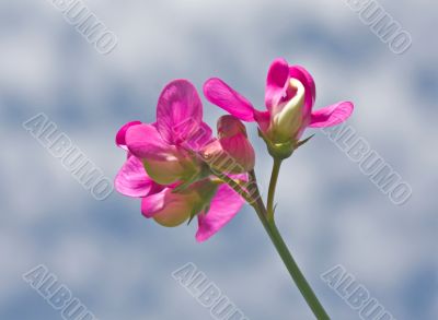 Sweet Pea