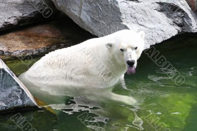Polar Bear