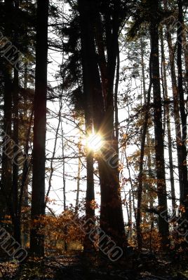 Sunlight in the dark