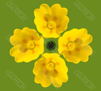 Cowslip Blooms