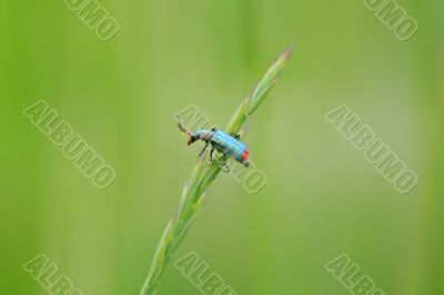 Little Bug