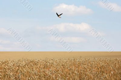 Cornfield with Bird