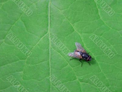 Waiting Fly