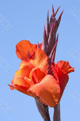 Red Bloom
