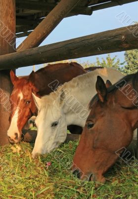 Guzzling Horses