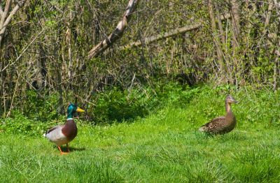 Mallard Ducks