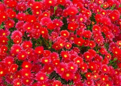 Sea of Red Flowers
