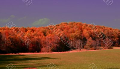 Colors of Autumn