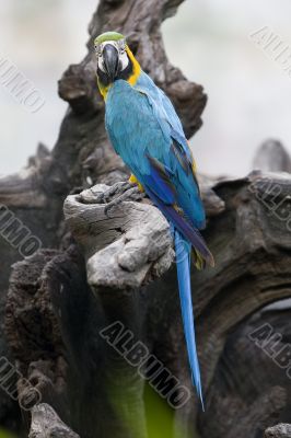 splendid parrot in the wilderness