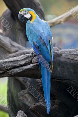 splendid parrot in the wilderness