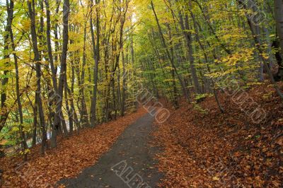 Autumn Path