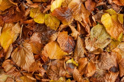 Leaves