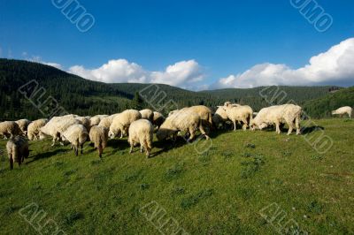 Sheeps